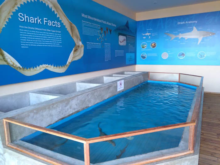 Pool in the shark zone